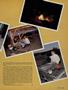 Page: - 81 | Cycle World